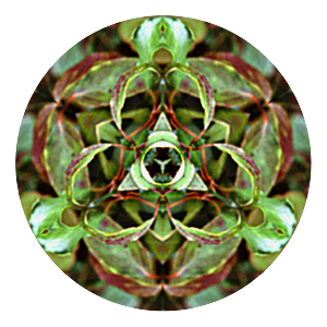 Reflection in Probability