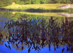 bushbluewater