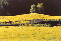 dazzling_convex